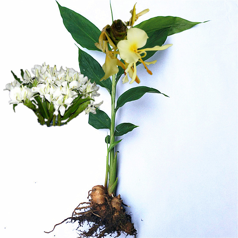 良种野姜花苗姜花种头野姜花蝴蝶百合花盆栽地栽花园绿化楼顶包活