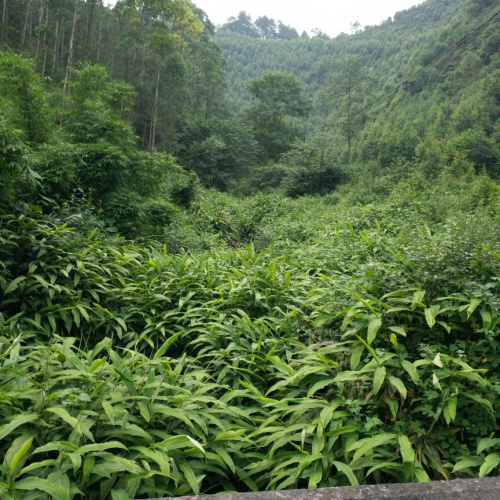 良种野姜花苗姜花种头野姜花蝴蝶百合花盆栽地栽花园绿化楼顶包活 - 图2