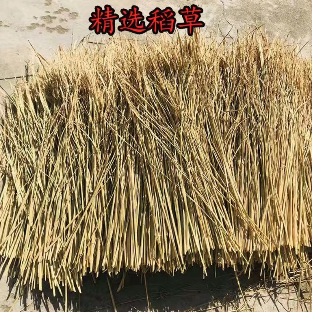 天然新鲜干稻草农家乐草编织柔软保暖装饰瓦房谷草霉豆腐专用稻草 - 图2