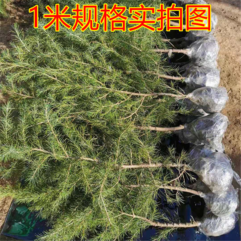 雪松树苗宝塔松柏树苗四季常青绿化苗木圣诞树耐寒植物庭院包邮 - 图3