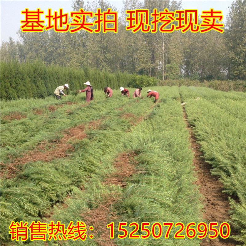 雪松树苗宝塔松柏树苗四季常青绿化苗木圣诞树耐寒植物庭院包邮 - 图0