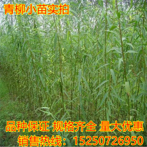 黄金柳树苗耐寒耐热金丝垂柳小苗庭院道路直生柳苗绿化行道树植物 - 图1