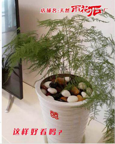 精品鹅卵石雨花石五彩石头原石高抛光装饰铺地鱼缸园艺盆景 5斤装 - 图0