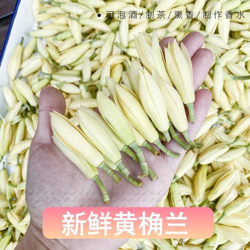 新鲜白玉兰花白兰花浓香持久黄角兰花苞泡酒黄果兰现摘白玉兰鲜花 - 图0