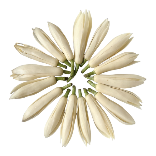 新鲜白玉兰花白兰花浓香持久黄角兰花苞泡酒黄果兰现摘白玉兰鲜花 - 图3