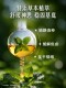 ຕຸກສະວິດ ວິຕາມິນ ບີ ສະລັບສັບຊ້ອນ