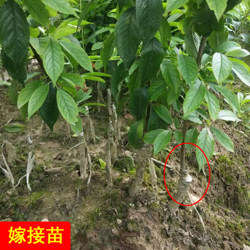 钱排银妃三华李苗嫁接苗南北方种植李树四季盆栽水果树苗李子树苗 - 图3