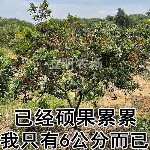 浙江仙居东魁杨梅树大树苗嫁接带土盆栽果树果苗庭院种植当年结果 - 图0
