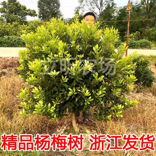 浙江仙居东魁杨梅树大树苗嫁接带土盆栽果树果苗庭院种植当年结果 - 图1
