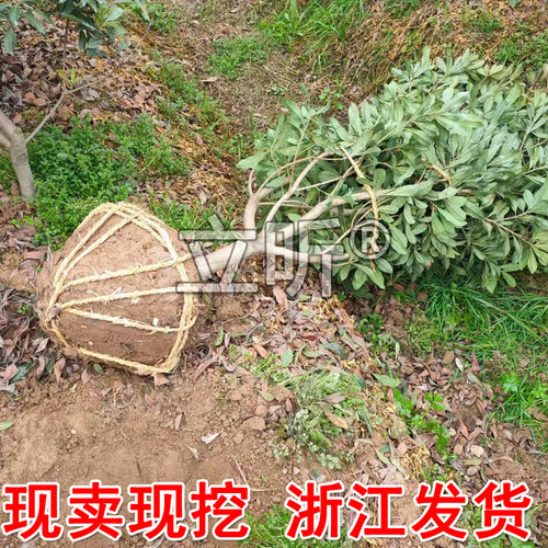 浙江仙居东魁杨梅树大树苗当年结果带土特大果树嫁接果苗庭院种植 - 图0