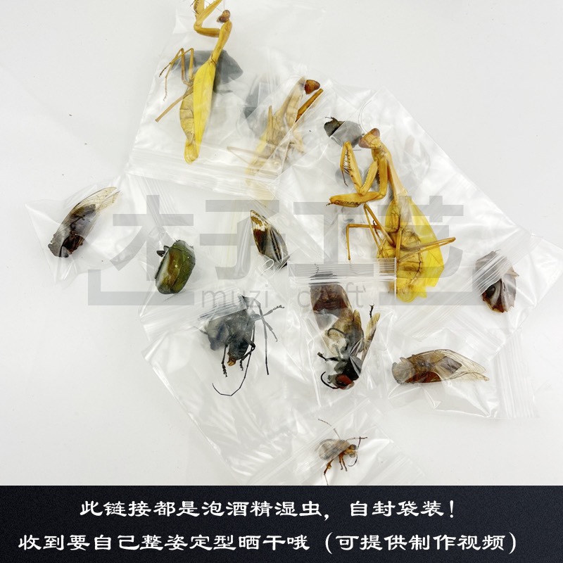 昆虫蝴蝶标本真虫动物锹甲虫天牛教学教育拍照道具原虫满20元包邮 - 图1