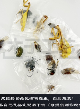 昆虫标本袋装酒精湿虫原虫制作
