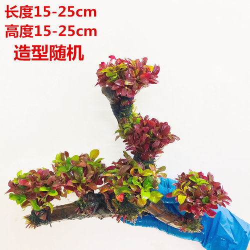 鱼缸淡水造景热带鱼新手入门懒人沉木无需底砂增氧水榕六头水草 - 图1