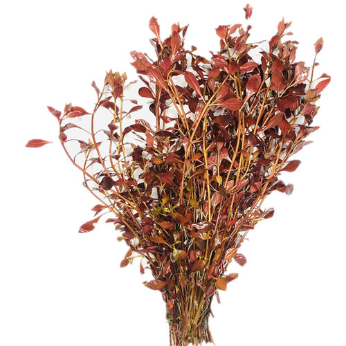 紫红玫瑰紫红丁香树紫丁香鱼缸淡水易养无需二氧化碳后景红色水草 - 图3