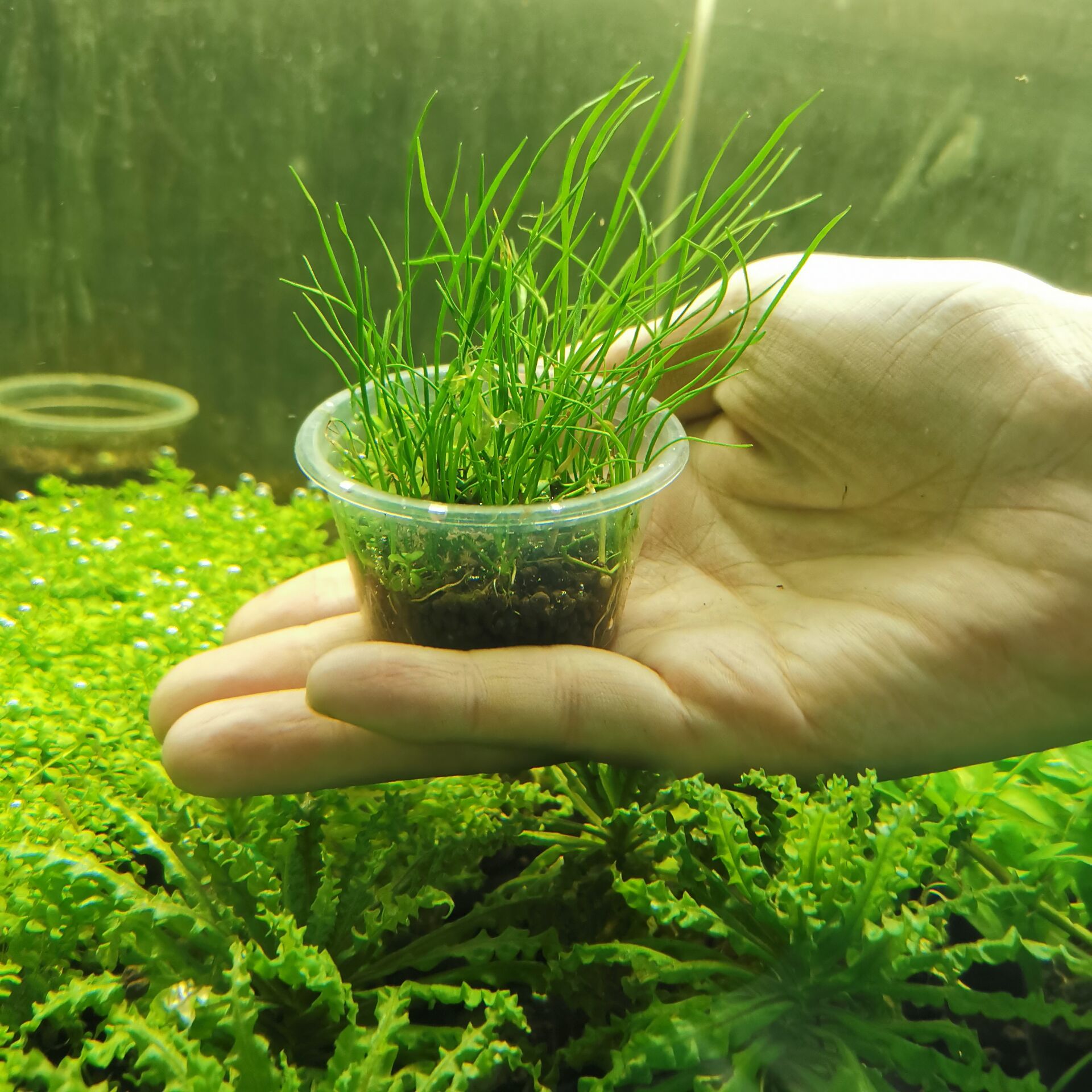 鱼缸淡水前景草坪水草挖耳迷你珍珠趴地牛毛天胡南美叉柱花小水兰 - 图0