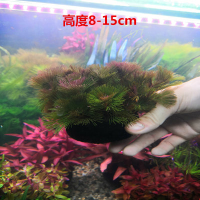 鱼缸淡水造景后景红菊水下叶坨草好养易活无需二氧化碳的红色水草 虎窝淘