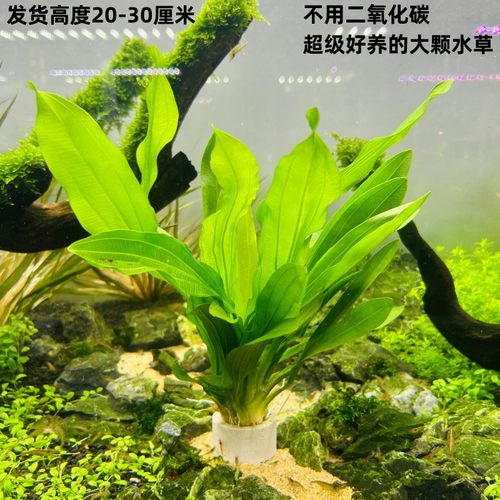 大叶绿九冠红九冠迷你九冠不用碳新手入门级易养耐活大型皇冠水草 - 图1