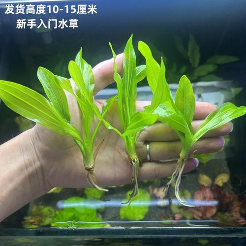 大叶绿九冠红九冠迷你九冠不用碳新手入门级易养耐活大型皇冠水草 - 图0