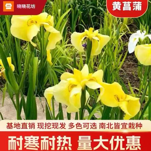 蓝花鸢尾花苗黄菖蒲水生多年生耐寒耐热好养易活阳台庭院绿化花苗 - 图2