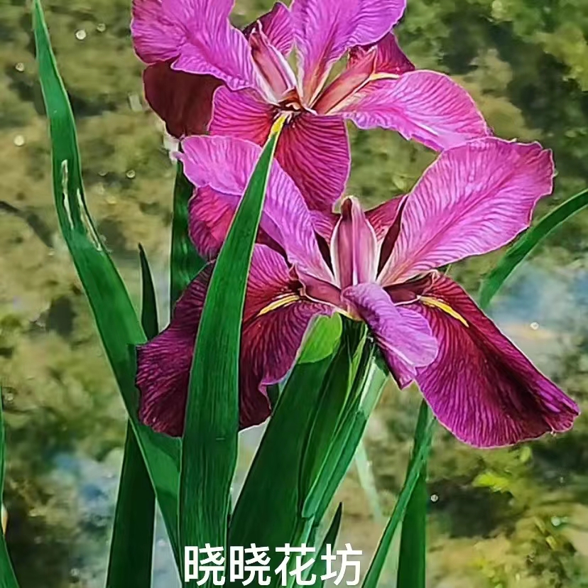 蓝花鸢尾花苗黄菖蒲水生多年生耐寒耐热室外庭院路边绿化花卉植物 - 图0