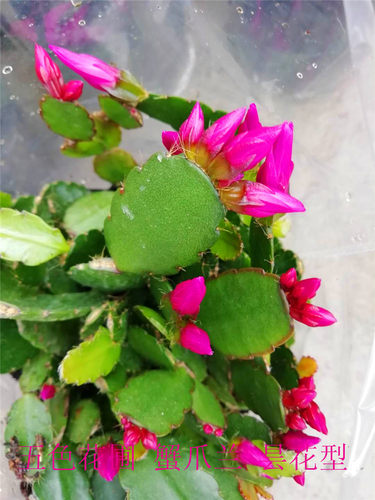 新品蟹爪兰带花苞精品仙指兰小昙花原盆带土盆栽花期3月到5月之间 - 图1