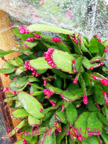 新品蟹爪兰带花苞精品仙指兰小昙花原盆带土盆栽花期3月到5月之间 - 图2