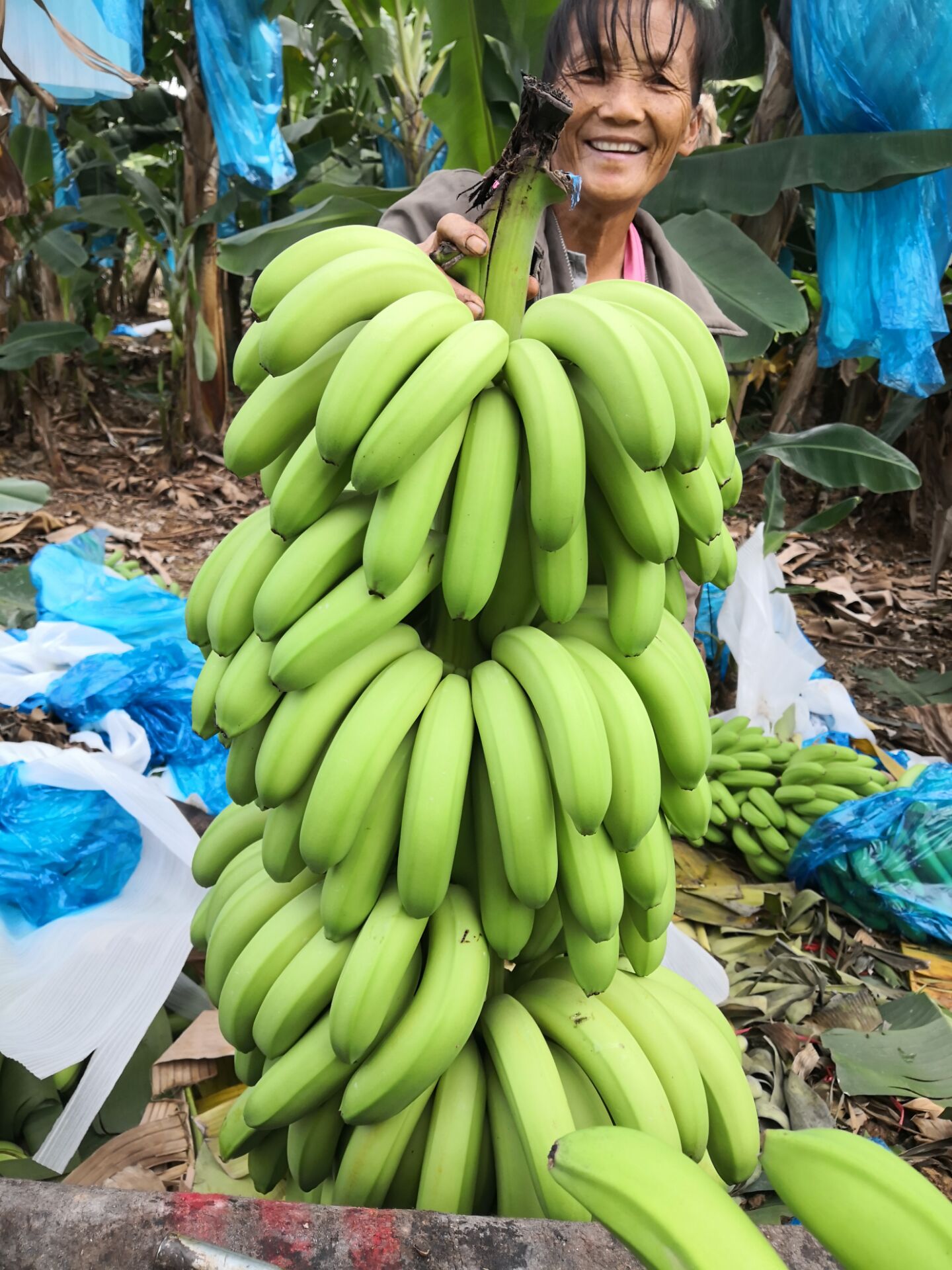 香蕉香甜软糯无催熟剂自产自销芭蕉皇帝蕉现摘8斤装包邮-图1