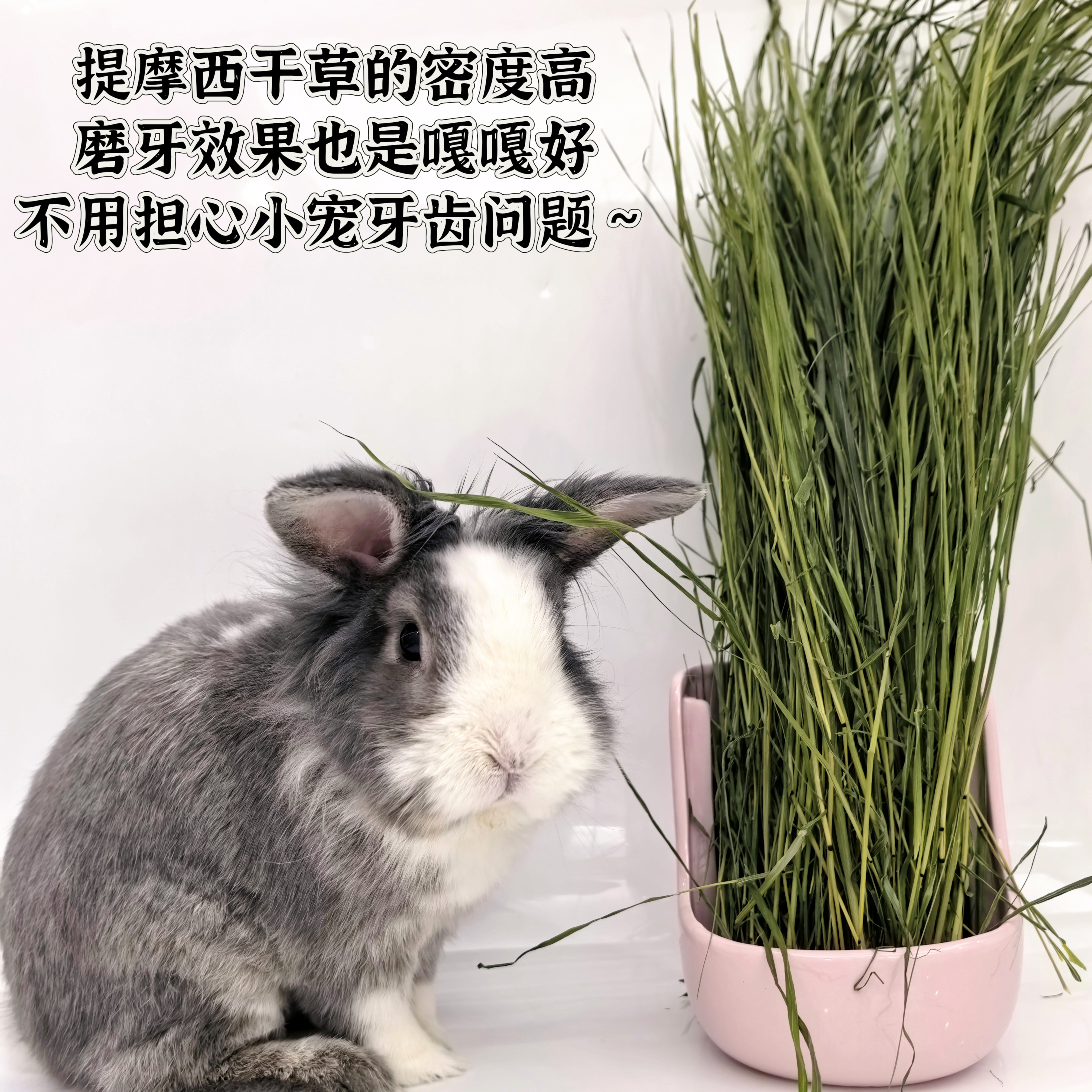 25年烘干提摩西草头茬叶子多兔兔干草荷兰猪提摩西草龙猫兔子粮草,淘宝优惠券,粉丝福利购,淘宝优惠卷