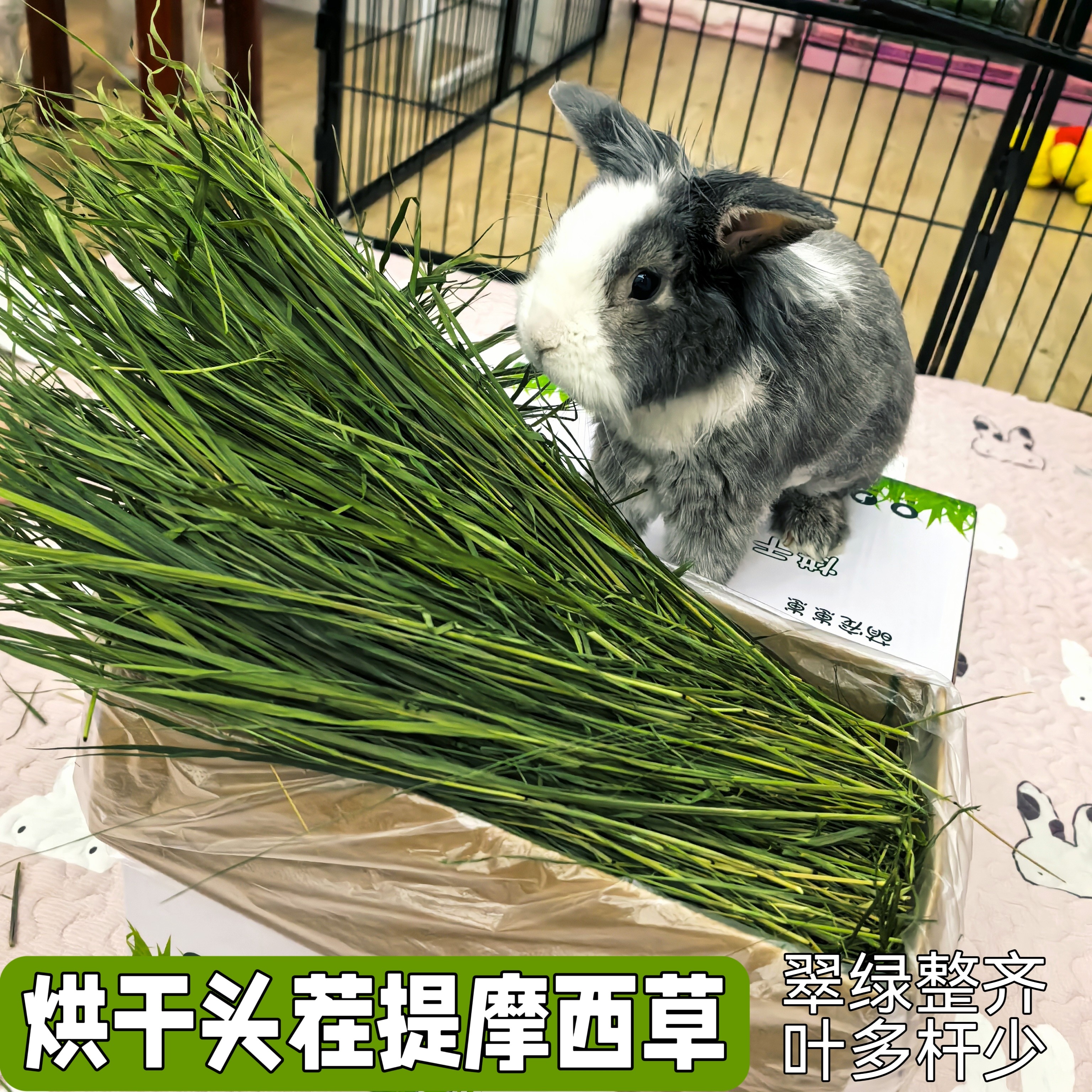 25年烘干提摩西草头茬叶子多兔兔干草荷兰猪提摩西草龙猫兔子粮草,淘宝优惠券,粉丝福利购,淘宝优惠卷