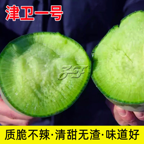 天津正宗水果萝卜沙窝萝卜种子甜脆沙沃罗卜春季秋季青萝卜种籽孑 - 图1