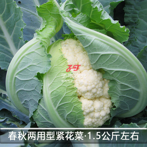 天津耕耘雪剑五号花菜种子紧菜花春季秋季白色花椰菜种籽实花雪白 - 图2