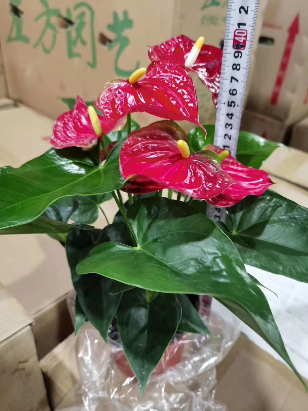 红掌盆栽植物花卉办公室内好养火鹤四季开花客厅一帆风顺新屋入宅 - 图2