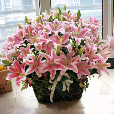 5颗香水百合花种球带芽四季重瓣室内阳台绿植物盆栽百合花苗种子 虎窝淘