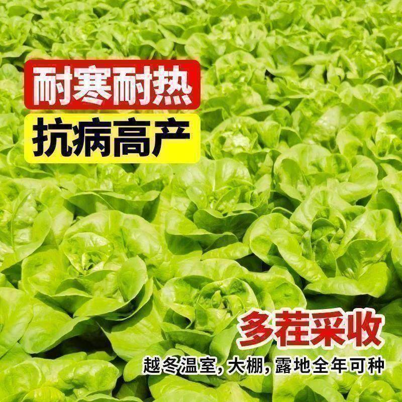 意大利生菜种子四季奶油生菜孑春夏秋冬季清脆爽口耐抽薹蔬菜种籽,淘宝优惠券,粉丝福利购,淘宝优惠卷