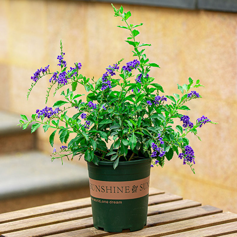 蕾丝金露花盆栽阳台庭院四季开花好养植物蓝精灵紫色花带花苞花卉 - 图1