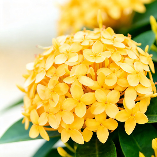 黄色龙船花盆栽带花苞室内阳台室外开花植物四季花卉绿植老桩花苗 - 图2