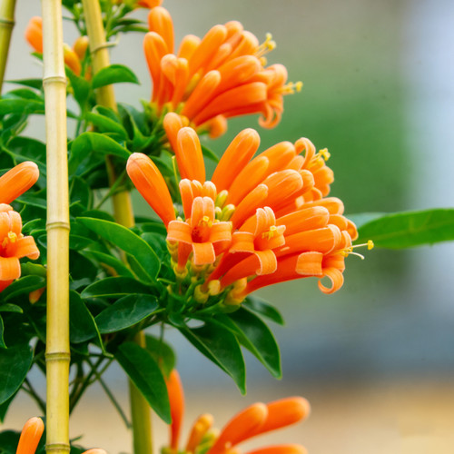 炮仗花盆栽室外庭院室内阳台爬藤开花植物爬墙攀爬花卉老桩大花苗 - 图1