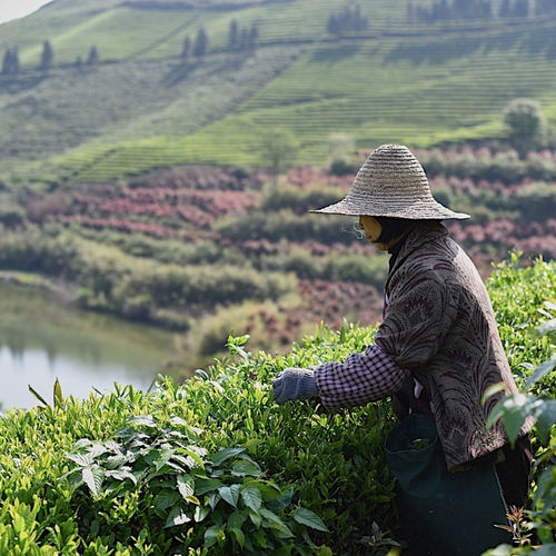 永日香 高山绿茶生态茶园春季新茶高香甘醇耐泡袋表作原叶袋泡茶 - 图3