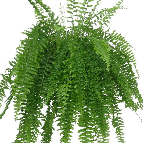 吊篮波斯顿蕨室内客厅卫生间垂吊兰植物盆栽净化空气观叶绿植花卉 - 图3