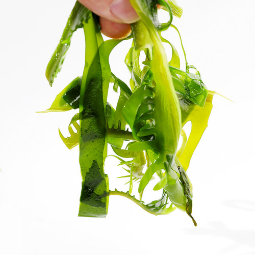 海带芽 300g/袋  裙带菜芽  海白菜海带类 火锅麻辣烫 串串 食材 - 图3