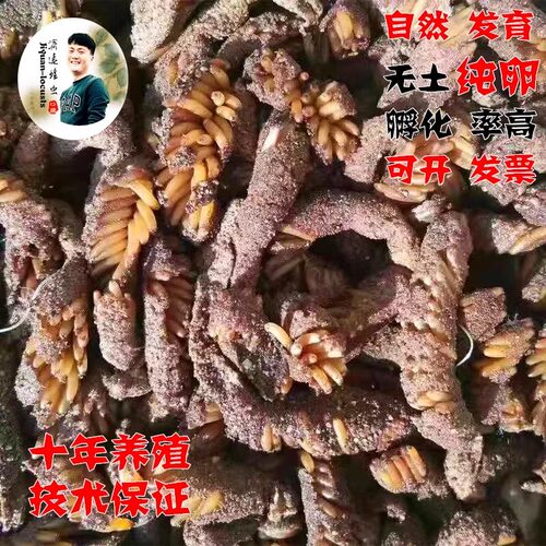 蝗虫卵，蚂蚱卵，蚂蚱籽，蚂蚱苗，蝗虫种卵，蚂蚱种卵，孵化率高 - 图0