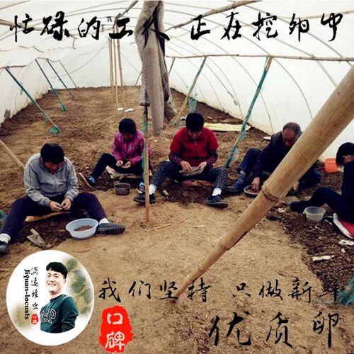 蝗虫卵，蚂蚱卵，蚂蚱籽，蚂蚱苗，蝗虫种卵，蚂蚱种卵，孵化率高 - 图1