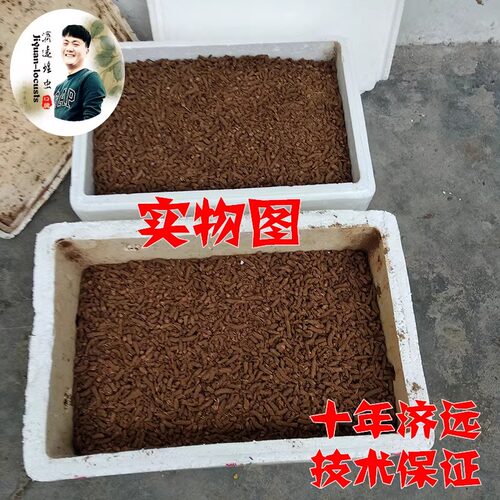 蝗虫卵，蚂蚱卵，蚂蚱籽，蚂蚱苗，蝗虫种卵，蚂蚱种卵，孵化率高 - 图3
