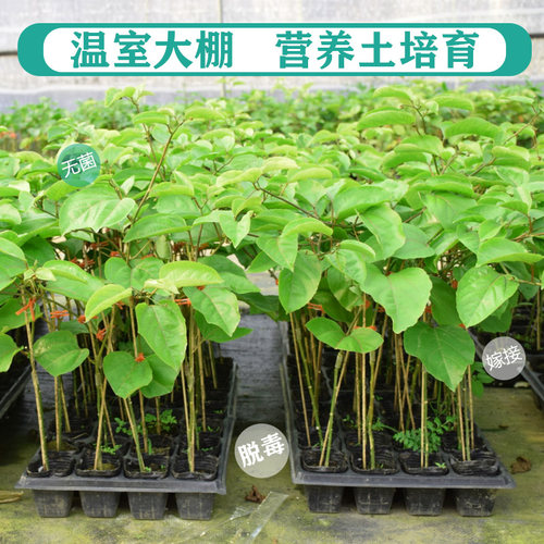 黄金百香果苗树苗带土鸡蛋果苗树当年结果四季爬藤南方黄金果特大 - 图1