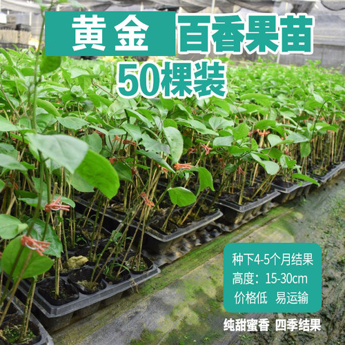 黄金百香果苗树苗带土鸡蛋果苗树当年结果四季爬藤南方黄金果特大 - 图3