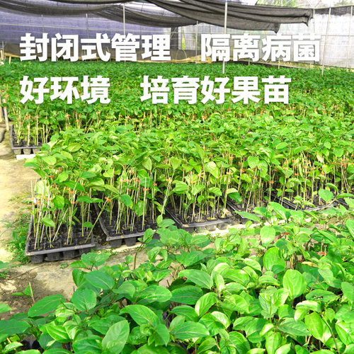 黄金百香果苗树苗带土鸡蛋果苗树当年结果四季爬藤南方黄金果特大 - 图2