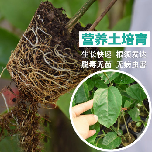 黄金百香果苗树苗带土鸡蛋果苗树当年结果四季爬藤南方黄金果特大 - 图0