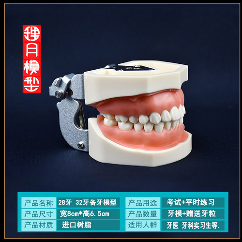 理月口腔牙科牙齿模型备牙练习软牙龈牙模可拆缷仿真树脂离体 - 图2