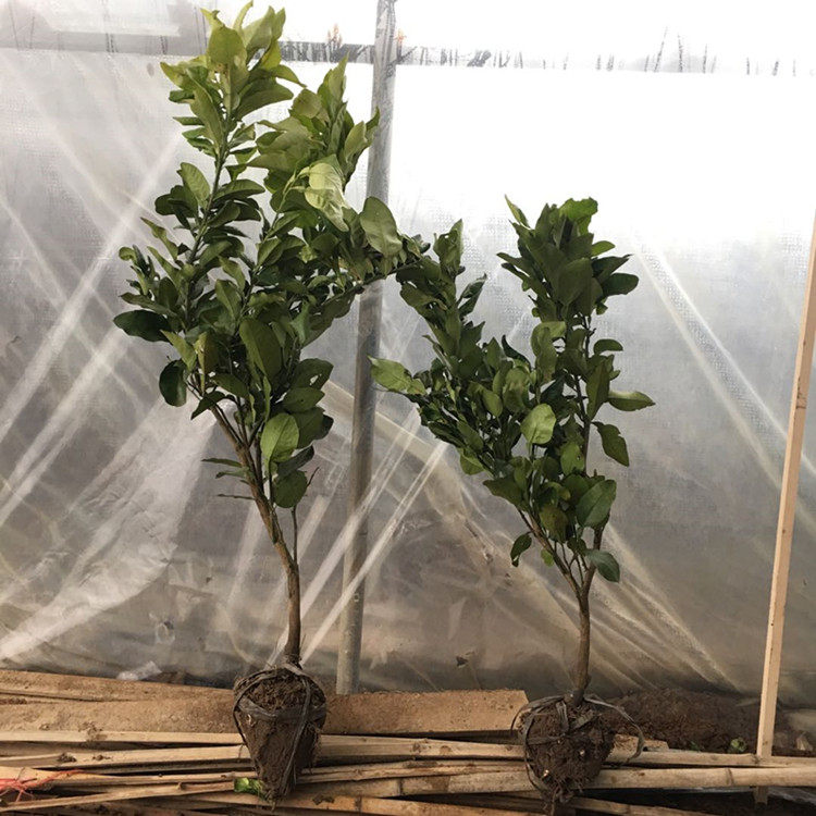 果树苗欧柑树苗农家瓯柑苦橘新鲜有机水果柑橘苗降火正宗苦柑苗,淘宝优惠券,粉丝福利购,淘宝优惠卷
