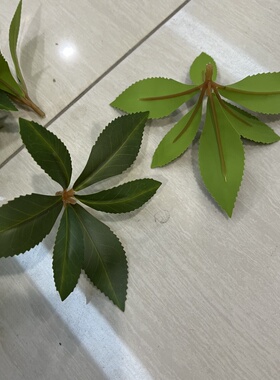 单片马醉木叶小绿叶假树叶